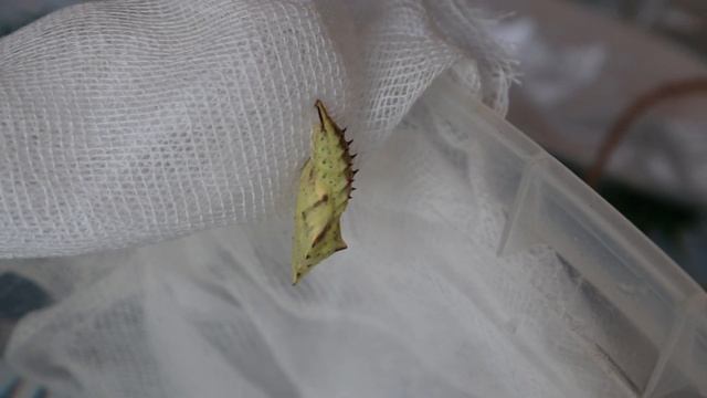 Павлиний глаз (Aglais Io). Часть 2.