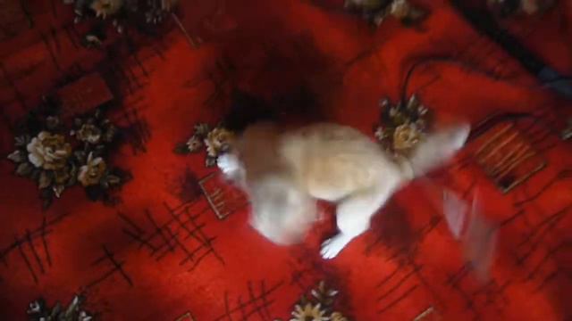 Котоны, вообще собаки. смотреть онлайн