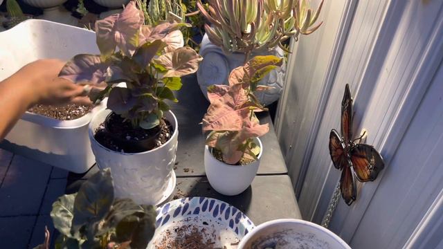 Trasplántando mi syngonium Rosado y Bronze #syngonium #plantasdeinterior #plantas смотреть онлайн