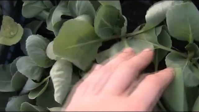 Полный ОБЗОР ТЕПЛИЦЫ в мае:1000 томатов,перец,баклажан,капуста.Цветущая рассада петунии и виолы! смотреть онлайн