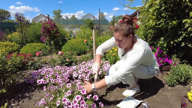 Уход за петуниями. ORGANICUM  в гостях у 