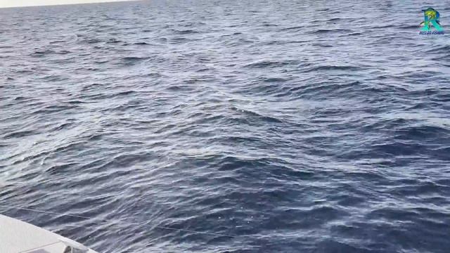 Девушка на Рыбалке в Дубае Ловит Большую Барракуду! смотреть онлайн