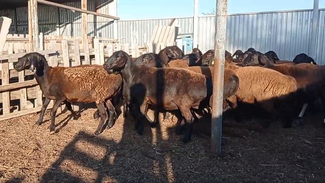 Группа гиссарских маток на случке. 20 октября 2023 год. смотреть онлайн