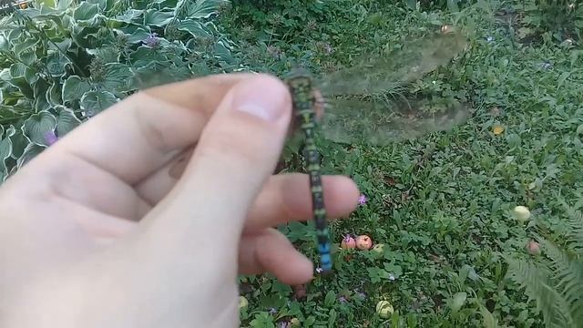 Поймал Самую Большую Стрекозу - Коромысла Синяя