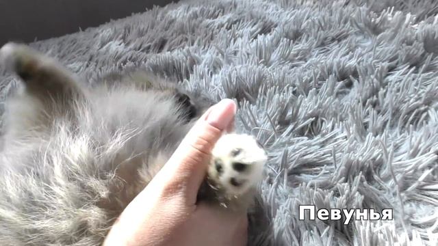 Щенкам шпица 54 дня. Продайте без документов. Собираем шерсть. Как остановить кровь из когтя. Аорта смотреть онлайн