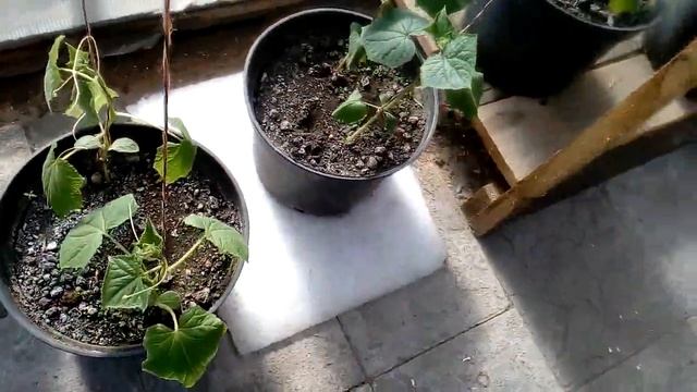 Подвязываем огурцы с огурчиками.Сорт Зена и Бьёрн смотреть онлайн