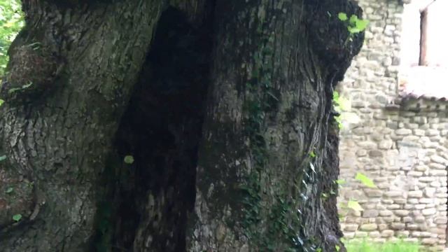 Tур в кахетию / Tour in KaKheti смотреть онлайн