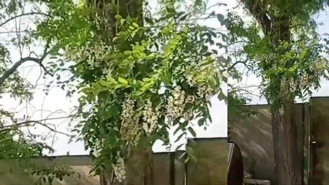 2023.05.21 Зацвела акация смотреть онлайн