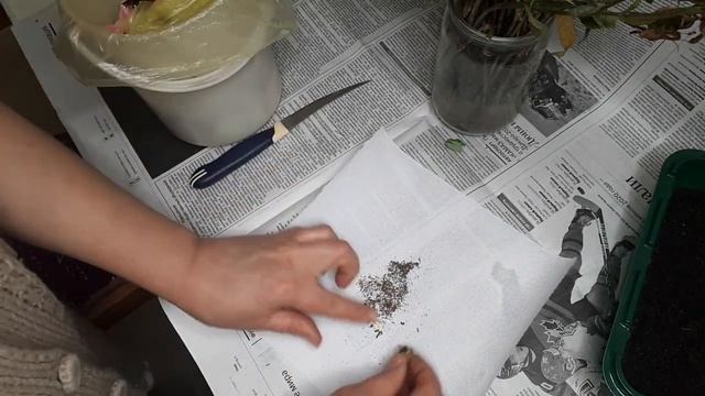 Как заставить эустому "поделиться" семенами. Сеем свои семена эустомы. Серия 1. смотреть онлайн