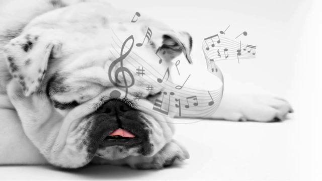 лучшая музыка для вашей собаки - ваша собака спит - улучшает беспокойство о разлуке 2021 смотреть онлайн