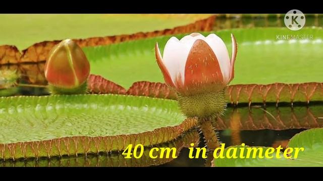 Victoria Amazonica # Interesting Facts / Victoria Lily Flower