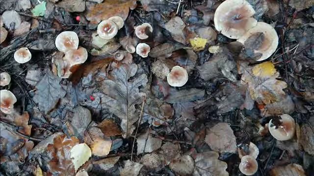 Hebeloma mesophaeum смотреть онлайн