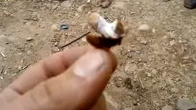 слепень Гоша.MP4 смотреть онлайн