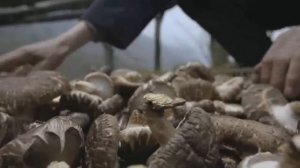 Китай на кончике языка II-01