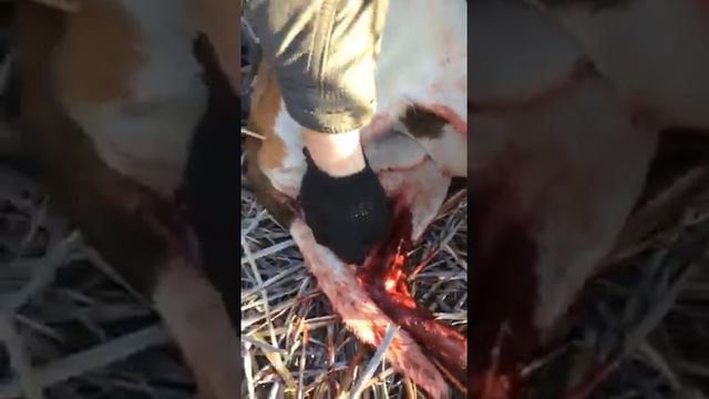 Кабан растерзал собак смотреть онлайн