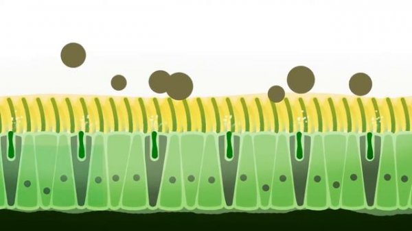 GeloMyrtol Apotheke 151030 x264