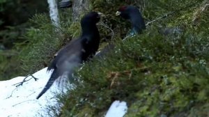 Где и как зимуют птицы и животные