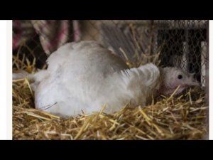 Почему индюк не топчет, а индюшки не не сутся