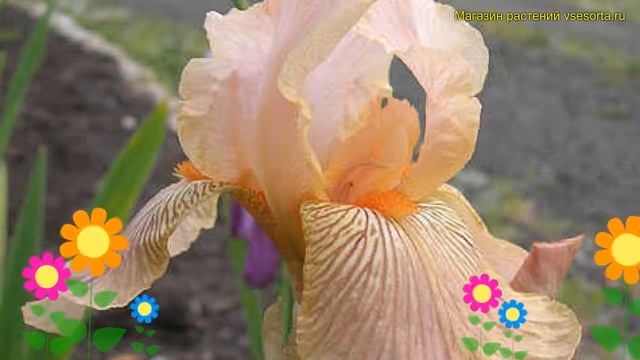 Ирис германский Эдвард оф Виндзор. Краткий обзор, описание iris germanica Edward of windsor смотреть онлайн