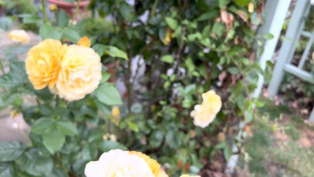 English Rose Garden Tour | Bees | Japanese Maples | David Austin Roses | Alliums | Tomato Plants смотреть онлайн
