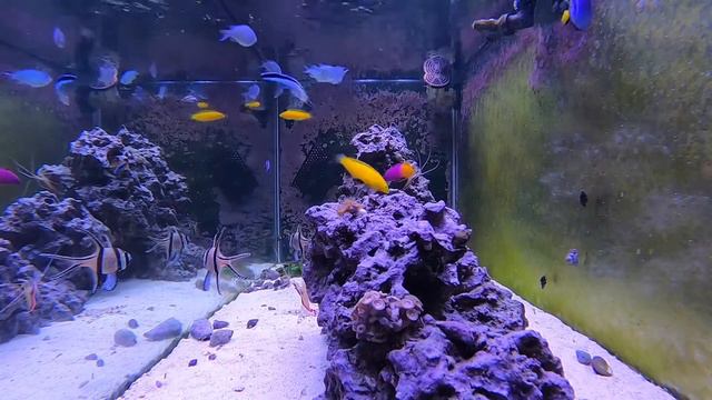 Relaxing Saltwater Reef Aquarium (Alastrea): Evening Feeding! смотреть онлайн