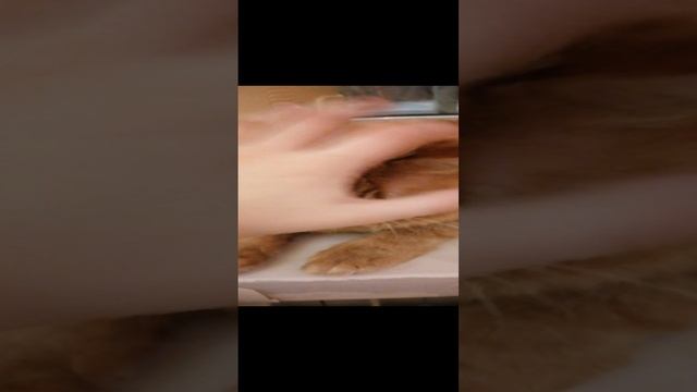 VID_20240223_194244.mp4