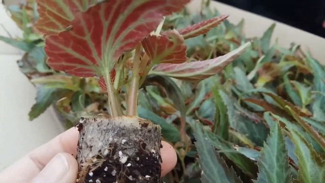 Бегония пойдет в буйный рост, метод 100%. смотреть онлайн