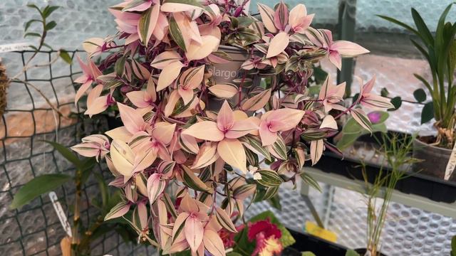 Tradescantia Tricolor: Don't LOSE Those Variegations!
