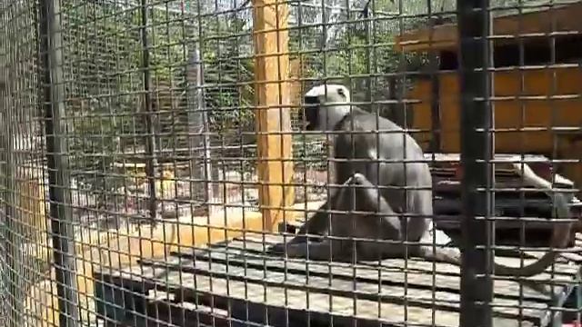 MAN SLAPS CRAZY MONKEY. смотреть онлайн