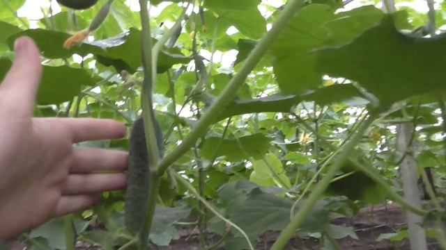 Почему я выращиваю только кураж F1 смотреть онлайн