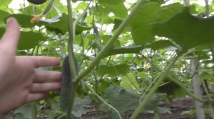 Почему я выращиваю только кураж F1