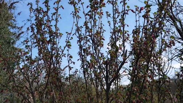 Немецкие дачи. Форзиции, черешня, смородина, алыча, айвочка, мускари, сцилла, медуница смотреть онлайн