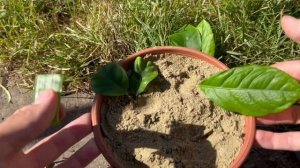 Как размножить Лимон при помощи листа и алоэ - 100% результат как вырастить новое лимонное дерево.