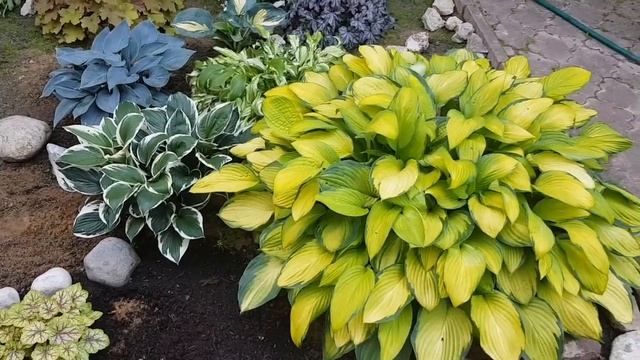 Уход за хостами и гейхерами смотреть онлайн