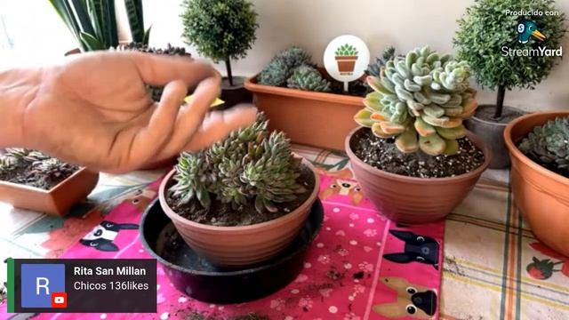 PROGRAMA 152: Echeverias peludas! смотреть онлайн