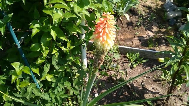 Лилия фуксия книфофия смотреть онлайн