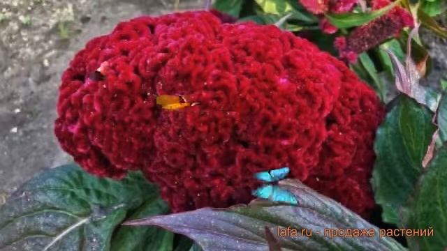 Целозия гребенчатая Дракула ? гребенчатая целозия Дракула обзор: как сажать, семена целозии Дракула смотреть онлайн
