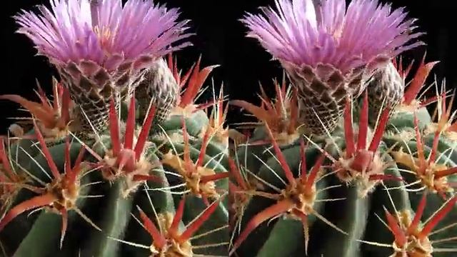 Ferocactus latispinus смотреть онлайн