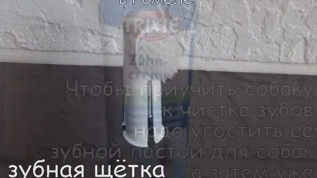НАБОР Trixie ЗУБНАЯ ПАСТА для СОБАК ЗООмагазин ЗВЕРЮГА Zveryuga Гомель смотреть онлайн
