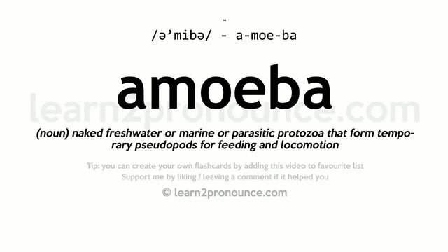 Pronunciation of Amoeba | Definition of Amoeba смотреть онлайн