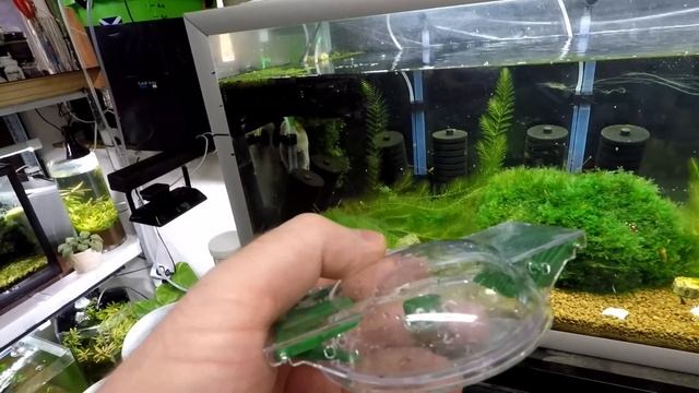 How I remove snails from aquarium смотреть онлайн