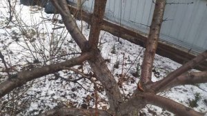 Почему трескается кора на абрикосе?