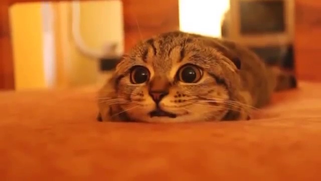 Cat (Nightcall2) смотреть онлайн