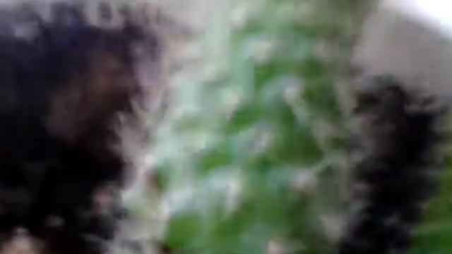 Мой кактус!! :-) смотреть онлайн