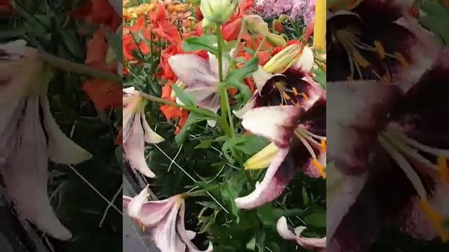 Lilia Tygrysia? Lilium Tigrinum 'Stracciatella Event' ? Zobacz Jak Wygląda ? - CEBULE Które KWITNĄ