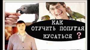 КАК ОТУЧИТЬ ПОПУГАЯ КУСАТЬСЯ? учебное видео