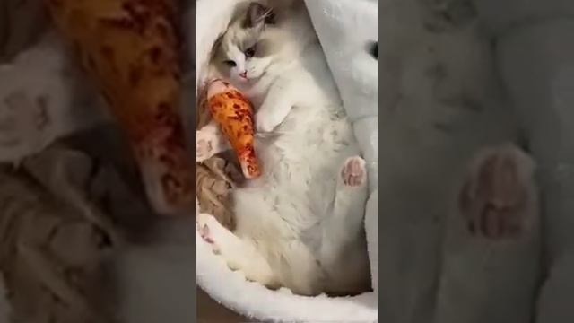 Суп с котом