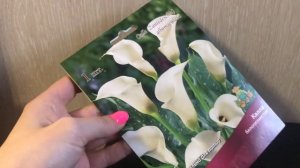Калла. Посадка в горшок. Домашнее выращивание.