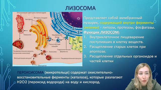 Урок №2. Строение Клетки смотреть онлайн