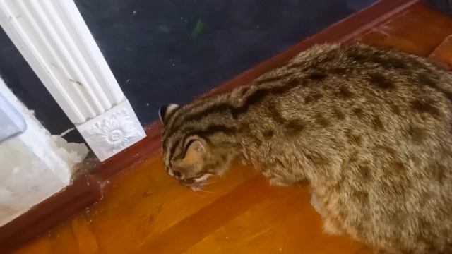 НЕКРАСИВОЕ ПОКАЗЫВАЮ ПИЩЕВЫЕ ОСОБЕННОСТИ ДАЛЬНЕВОСТОЧНОГО КОТА смотреть онлайн